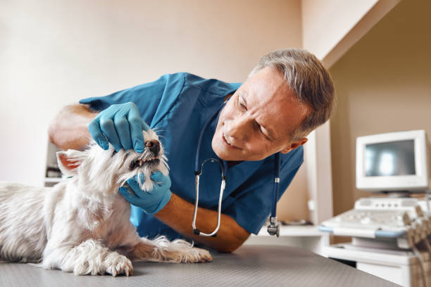 Best 24-Hour Emergency Dental Care in Concord, MO